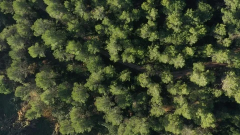 Mediterranean pine forest Stock Footage