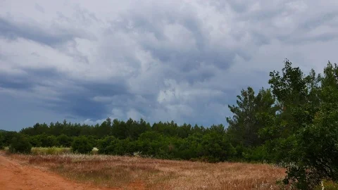 Mediterranean Pine Forests Stock Footage 77015705