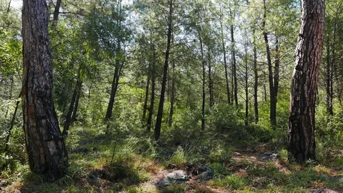 Mediterranean Pine Forests Stock Footage 77016471