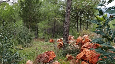 Mediterranean Pine Forests Video stock 85165301