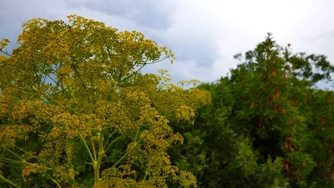 Mediterranean Pine Forests Stock Footage 85620004