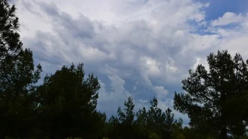 Mediterranean Pine Forests (Time Lapse) Stock Footage 85934892