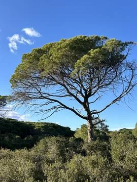 Mediterranean Pine Tree Against Clear Blue Sky. Stock Photos
