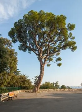 Mediterranean pine tree and empty bench Stock Photos