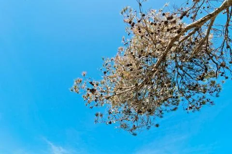 Mediterranean pine tree branch in springtime Stock Photos