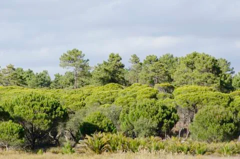 Mediterranean pine tree forest Stock Photos