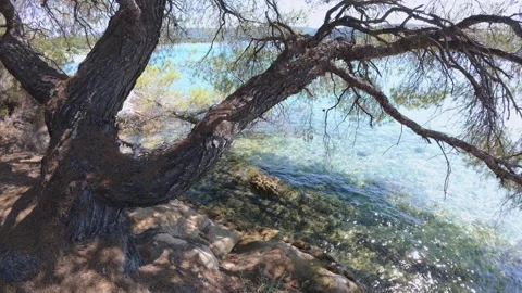 Mediterranean pine tree overhangs clear turquoise water on a rocky coast. Serene Stock Footage 313808851
