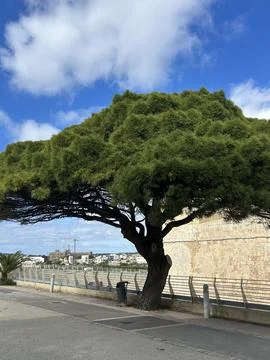 Mediterranean pine tree by stone wall under blue sky in Mdina, Malta. Stock Photos