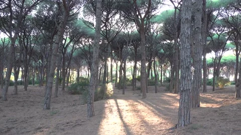 Mediterranean pine trees with cicadas sound and sun between the trees Stock Footage 134911601