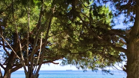 Mediterranean Pine Trees Framed View of Calm Blue Sea and Cargo Ship in Horizon Stock Footage 345502621