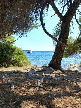 Mediterranean pine trees overlooking the blue sea Stock-Fotos