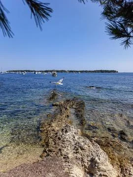 Mediterranean pine trees overlooking the blue sea 库存照片