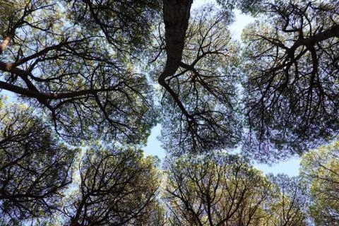 Mediterranean pine trees seen from the bottom Stock Photos