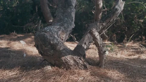 Mediterranean pine trunk in the middle of the forest with sunlight on touchin Video stock 137232480