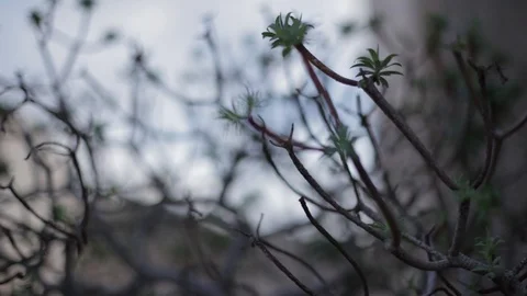 Mediterranean plant blowing in the wind Video stock 103154460