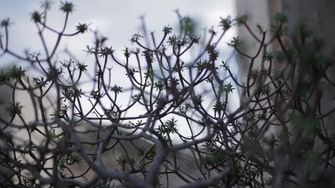 Mediterranean plant blowing in the wind Video stock 103154684