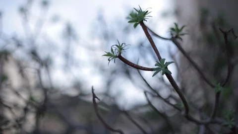 Mediterranean plant blowing in the wind Video stock 103154802
