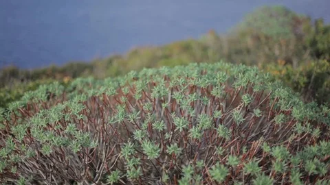 Mediterranean plants blowing in the wind Video stock 103156328