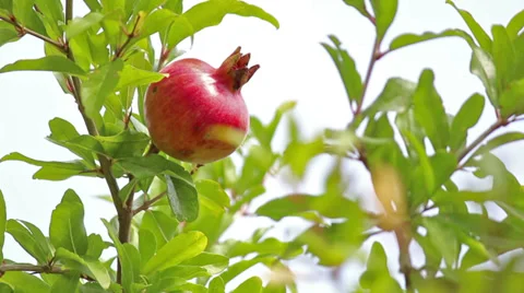 Mediterranean plants Stock Footage 32419852