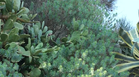 Mediterranean plants Stock Footage 45890230