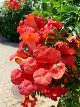 Mediterranean plants Stock Photos