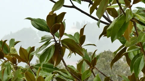 Mediterranean plants in the rain Stock Footage 148687008