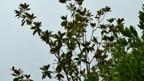 Mediterranean plants in the rain Stock Footage 148690530
