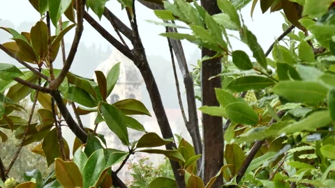 Mediterranean plants in the rain Stock Footage 148690830