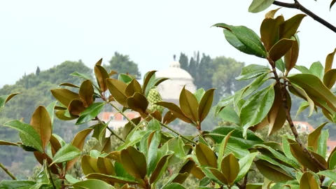 Mediterranean plants in the rain Stock Footage 148691463