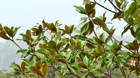 Mediterranean plants in the rain Stock Footage 148691878