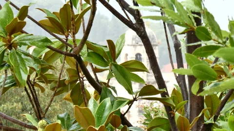 Mediterranean plants in the rain Stock Footage 148692744