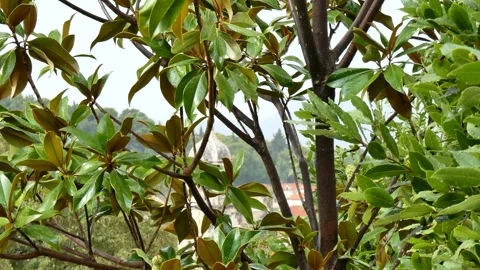 Mediterranean plants in the rain Stock Footage 148693813