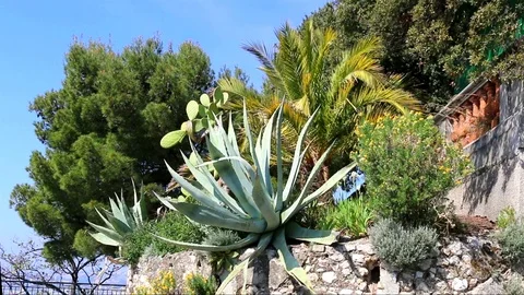 Mediterranean plants on rocks.Nice Stock Footage 109151503
