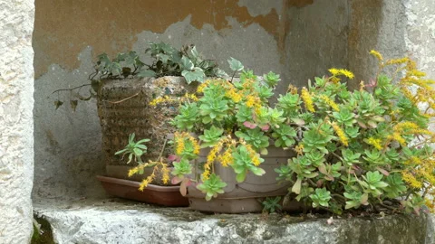 Mediterranean plants in stone pots on the window sill of an old wall-closeup. Vídeos de archivo 136632805
