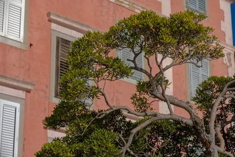 Mediterranean Pruned Tree Foto stock