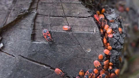 Mediterranean Red Bug Stock Footage 142596728