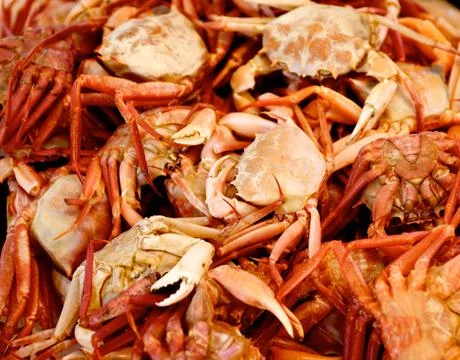Mediterranean Red Crab Background Stock Photos
