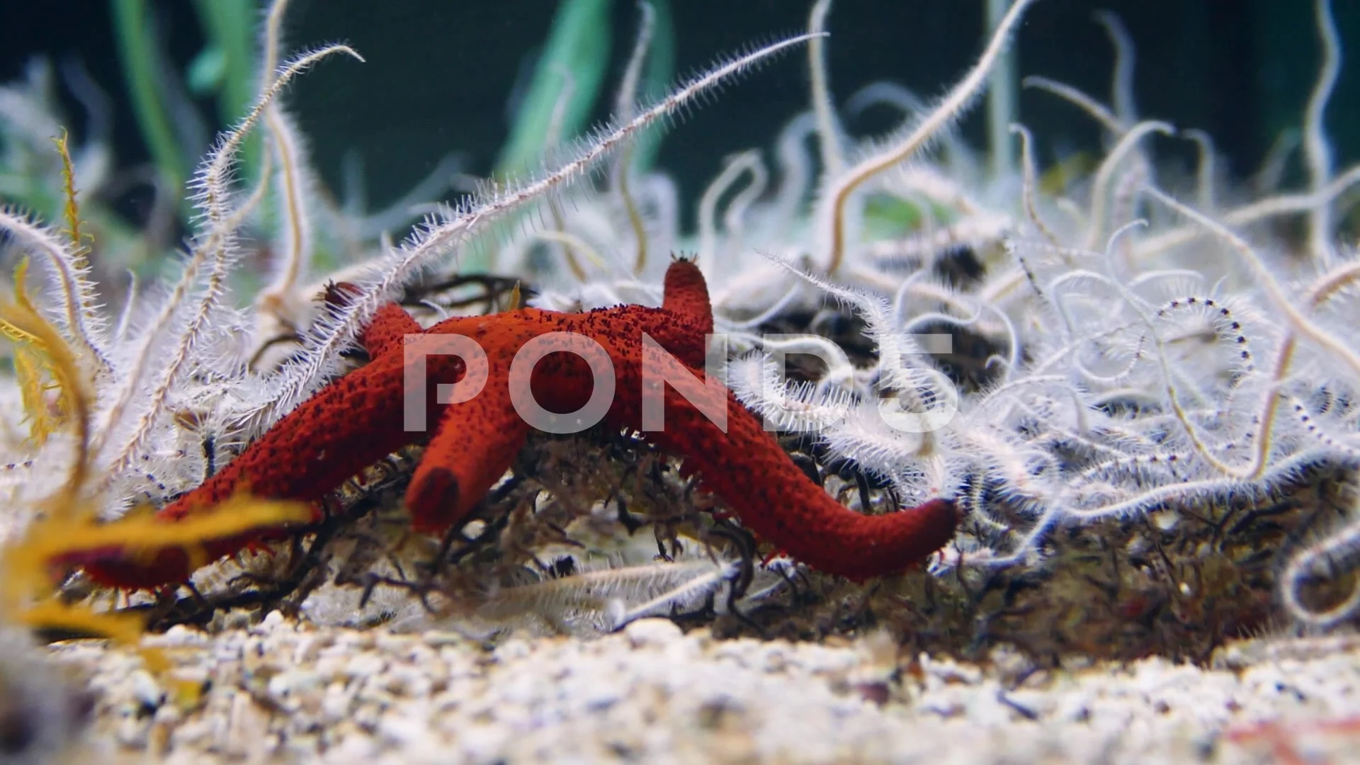 Red Sea Star On Rock Underwater Mediterranean Sea Stock Photo