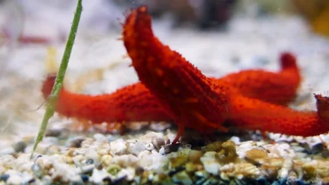 Red Sea Star On Rock Underwater Mediterranean Sea Stock Photo