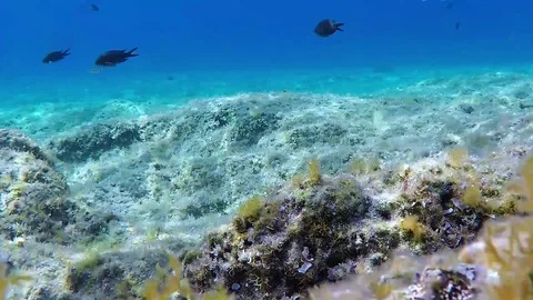 Mediterranean reef Stock Footage 82234246