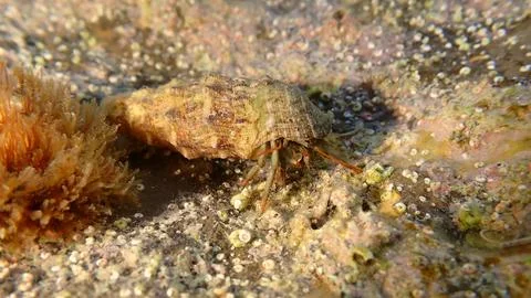 Mediterranean rocky shore hermit crab (Clibanarius erythropus) in common cerith Foto stock