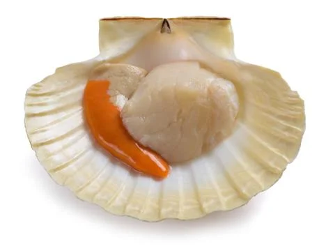 Mediterranean scallop Foto stock