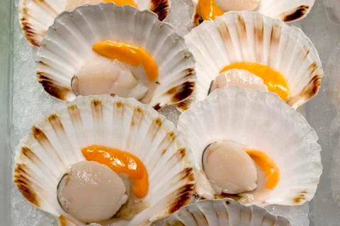 Mediterranean scallops Stock Photos