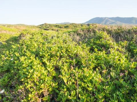 Mediterranean scrub leafs sky Stock Photos