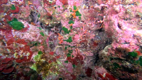 Mediterranean scuba diving 14 - 4K - ProRes Stock Footage 158173816