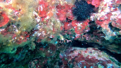 Mediterranean scuba diving 15 - 4K - ProRes Stock Footage 158174067