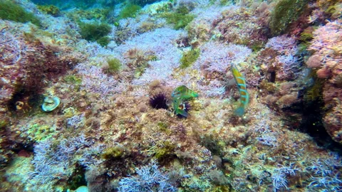 Mediterranean scuba diving 16 - 4K - ProRes Stock Footage 158231687