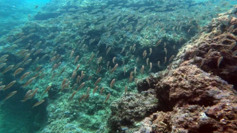Mediterranean scuba diving 2 - 4K - ProRes Stock Footage 154695921