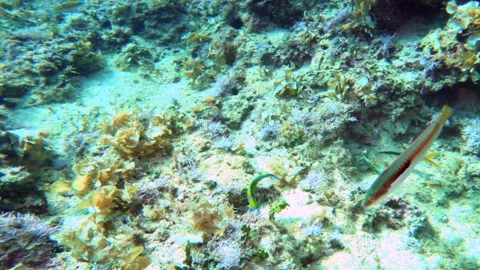 Mediterranean scuba diving 4 - 4K - ProRes Stock Footage 154694970