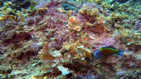 Mediterranean scuba diving 5 - 4K - ProRes Stock Footage 154695908